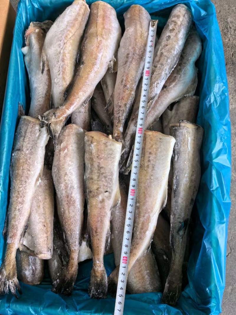 单冻明太鱼，深海鱼，无刺，去头去内脏，简单价低