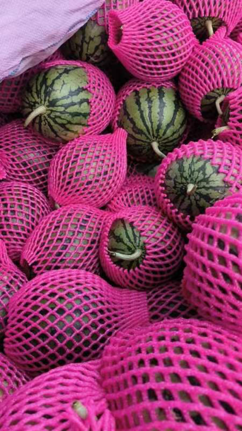 【推荐】江苏精品西瓜早春红玉冰淇淋小糖丸欢迎电联