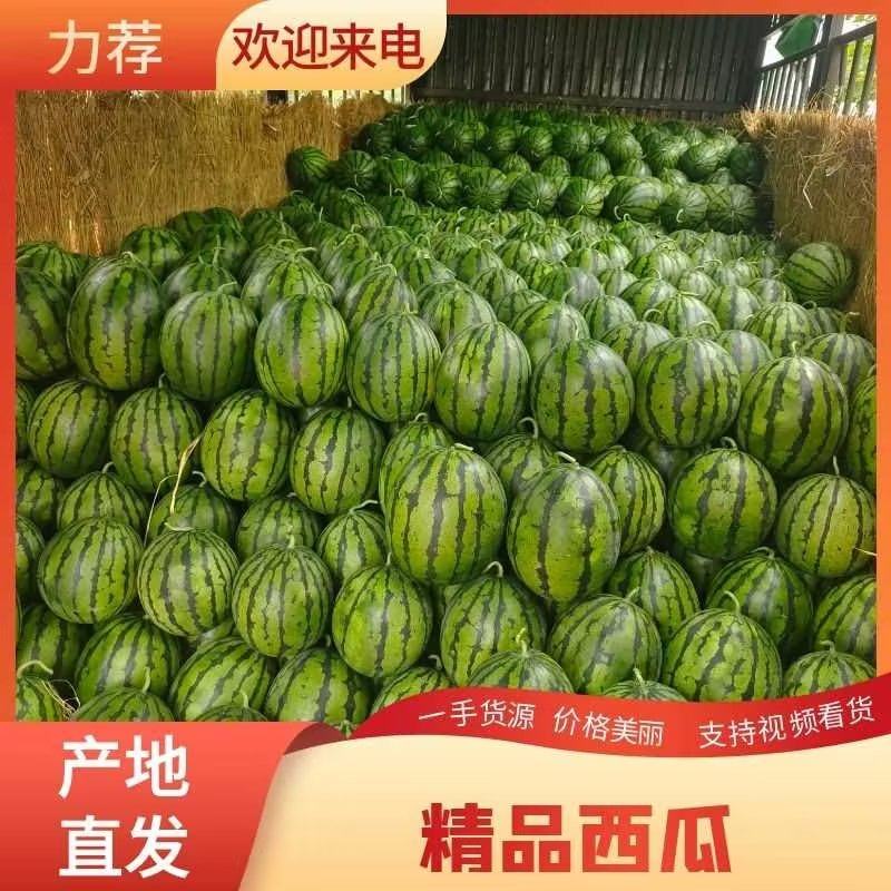 [甜王西瓜批发]山东潍坊昌乐县西瓜 1.10元/斤甜王西瓜新鲜薄 _ 一亩田