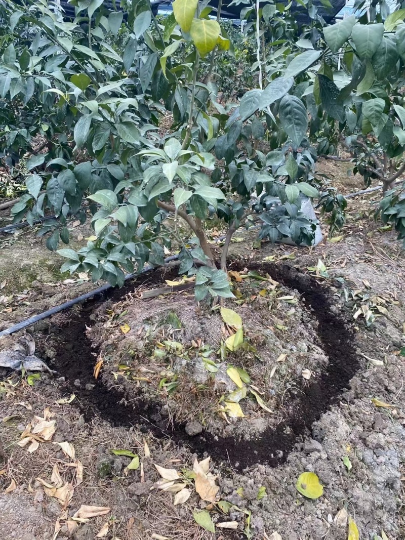 （微生物菌剂）包邮，专治根结线虫，厂家直发