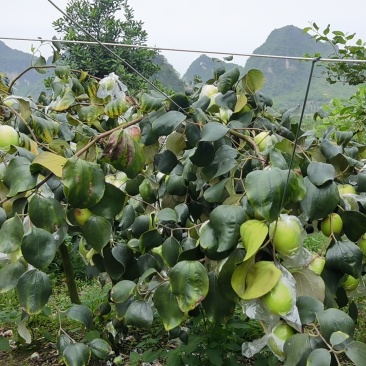 台湾大青枣