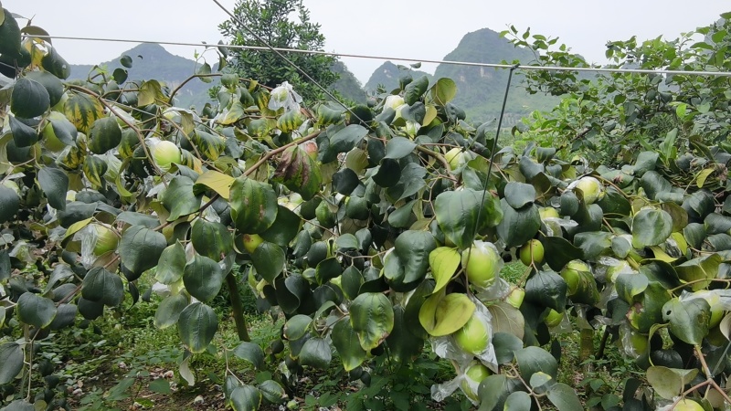 台湾大青枣