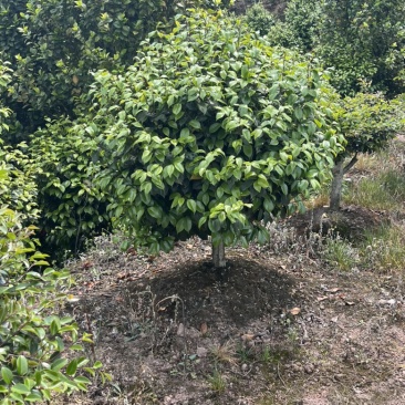 茶花