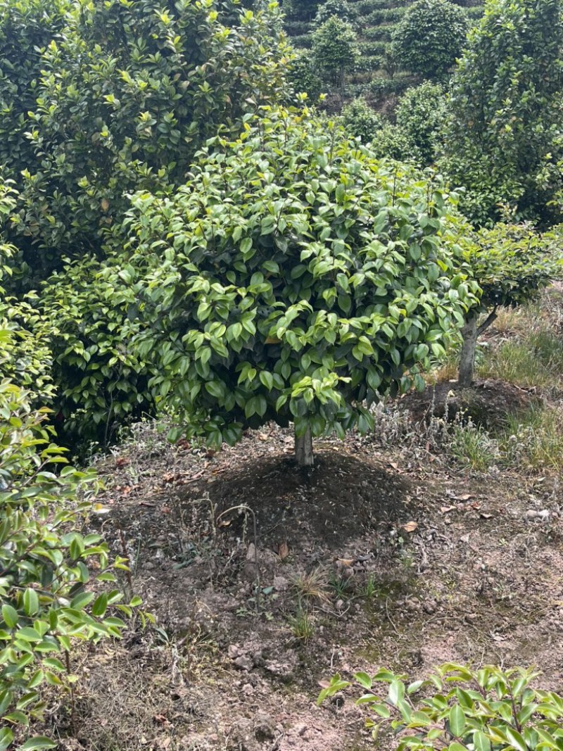 茶花