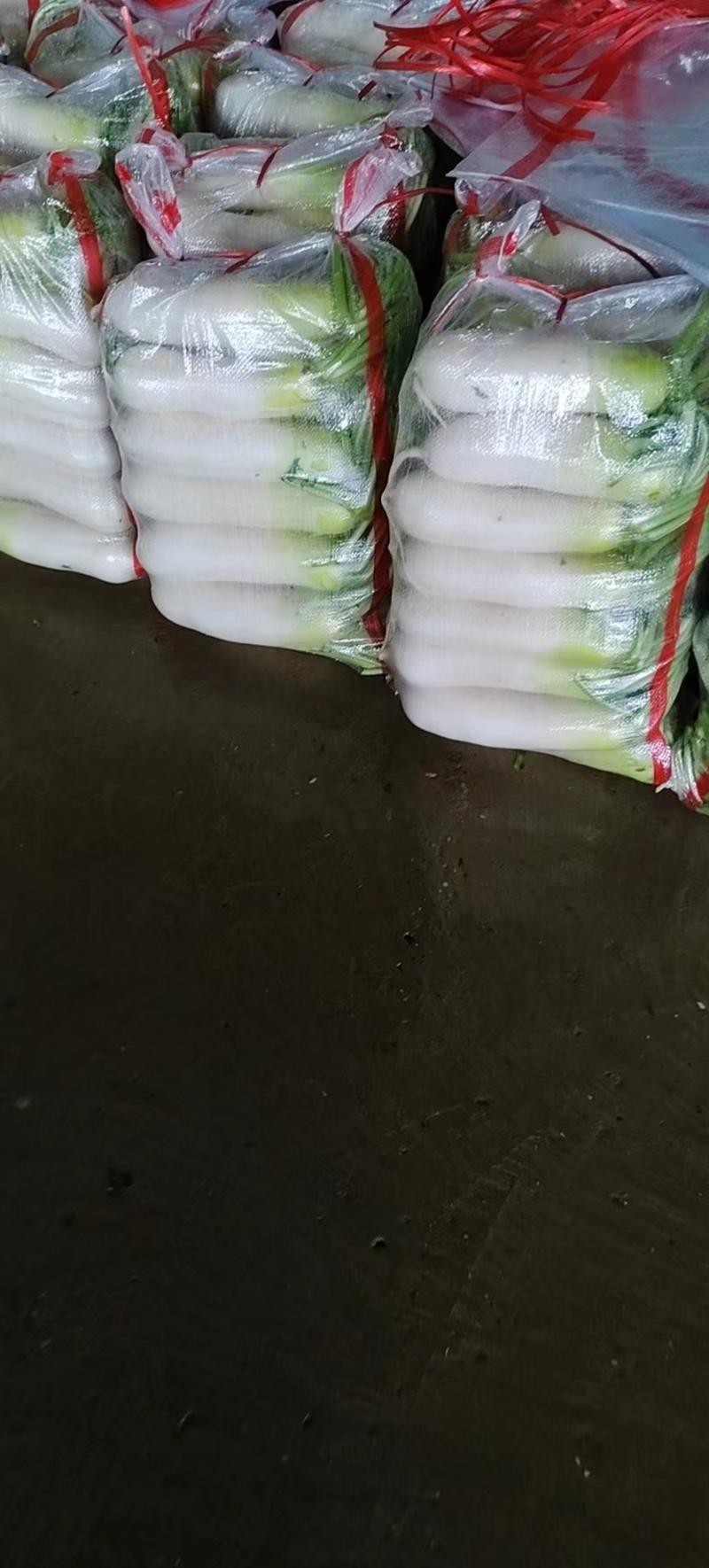 精品白萝卜甘肃基地直发对接全国客户日供货量万斤以上