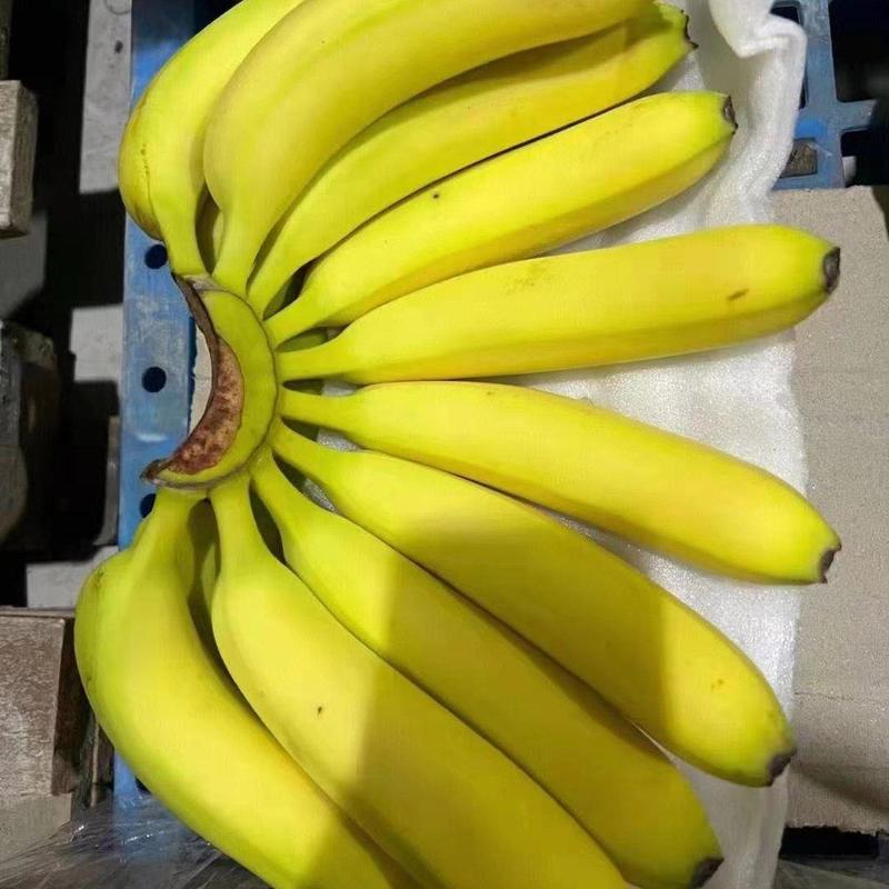 广西湛江巴西香蕉（威廉）新品上市品种纯正假一赔十