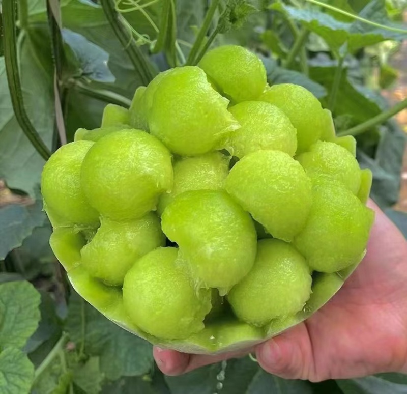 玉菇瓜大量上市主做电商货，量大从优品质保证全国发货