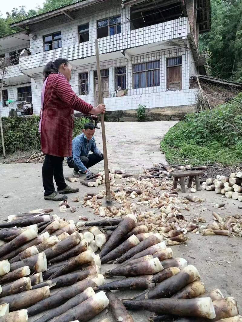 竹笋雷竹笋别名斑竹笋支持视频看货，可发往全国市场！