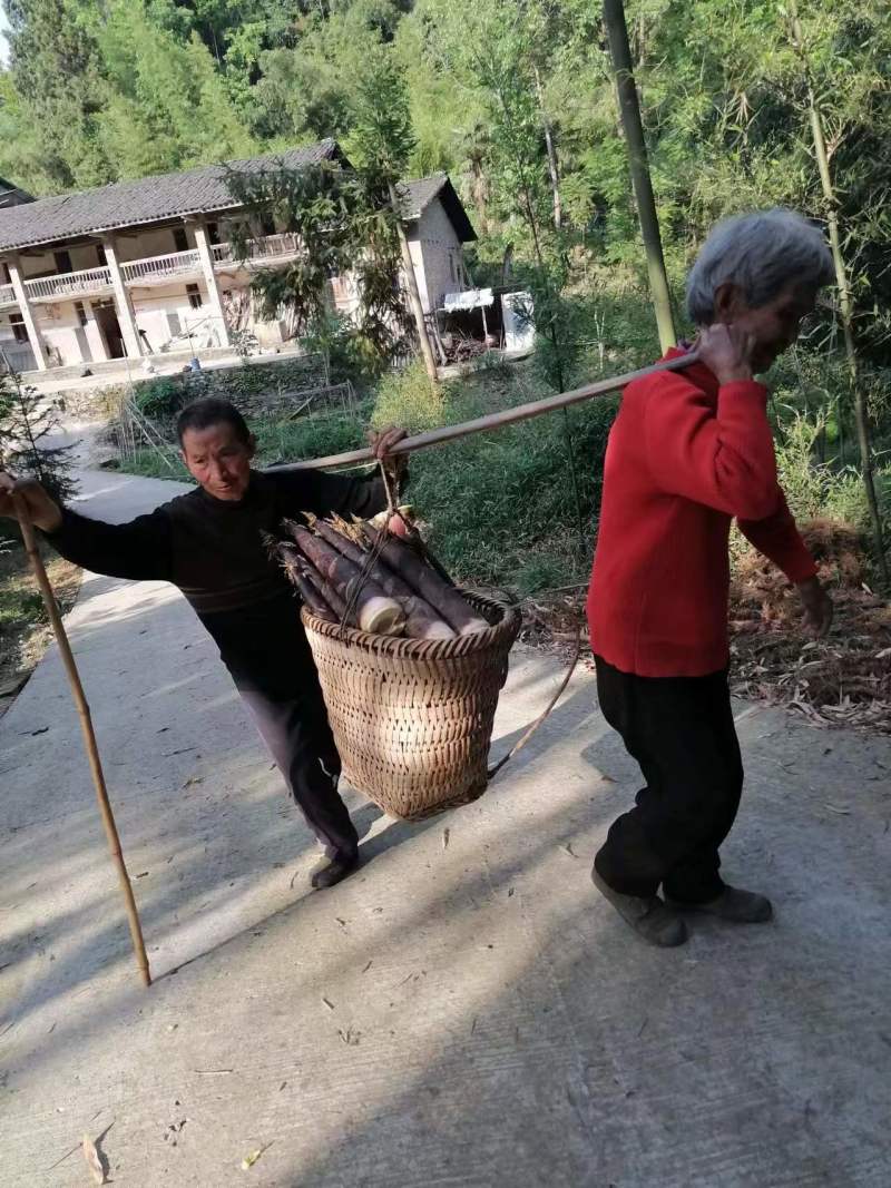 竹笋雷竹笋别名斑竹笋支持视频看货，可发往全国市场！