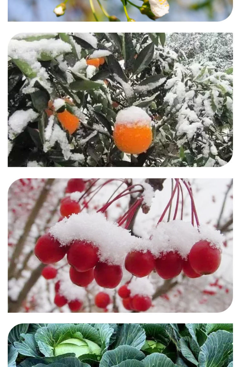 【荐】含氨基酸水溶肥料植物防冻液防寒防冻保花保果