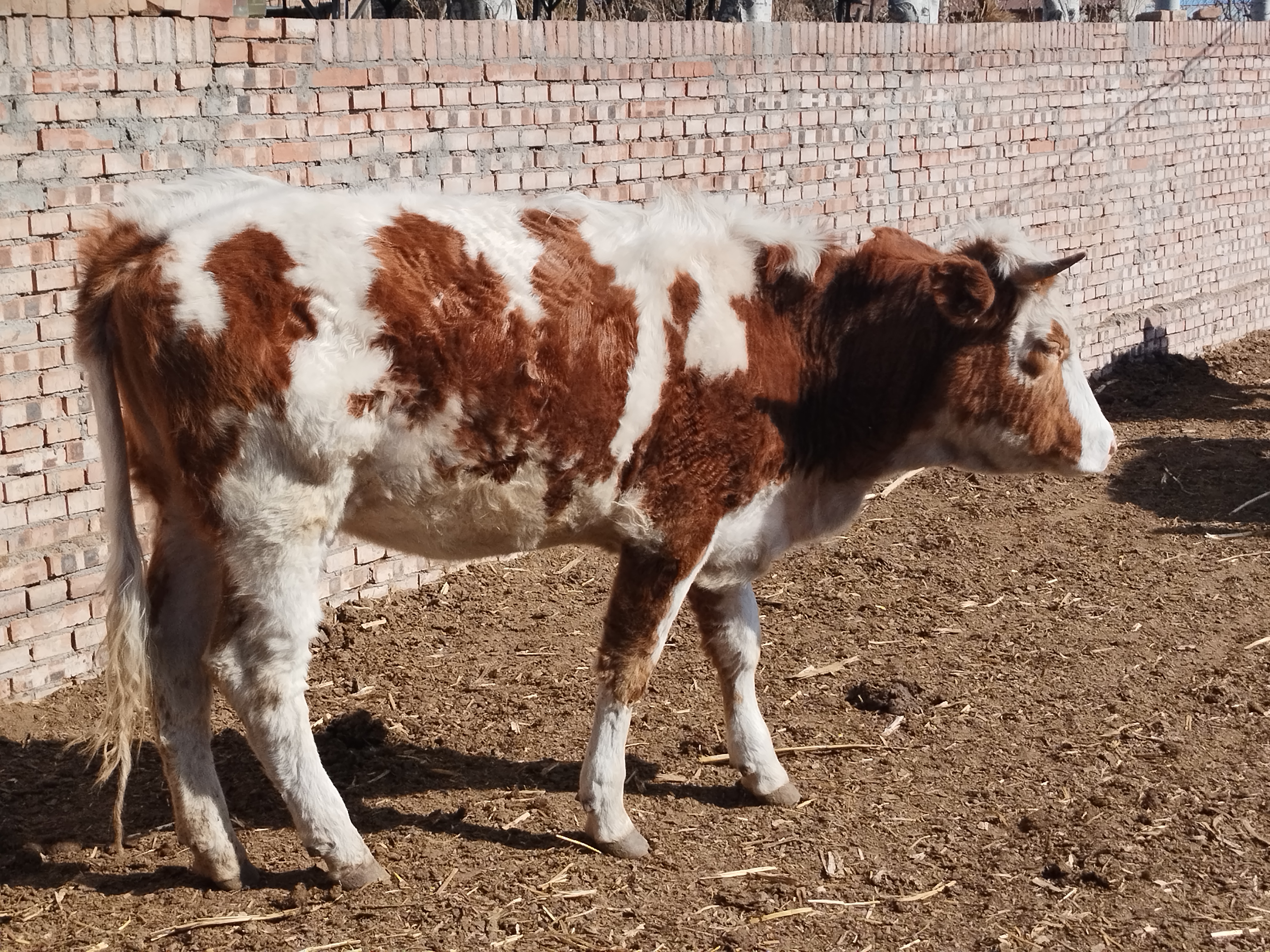 兽医正在为西门塔尔牛进行皮下注射免疫操作