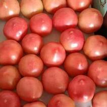 山东单县万亩西红柿大量上市！