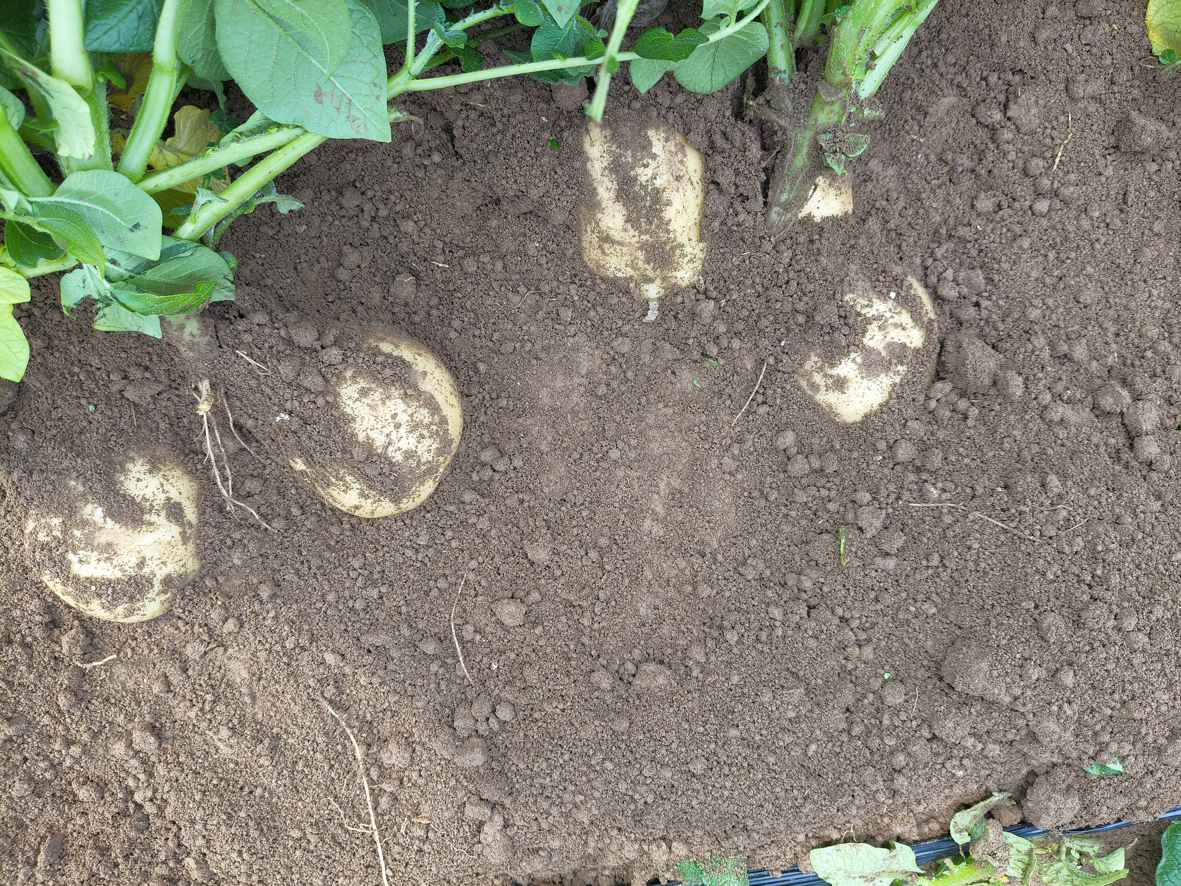 浙贝母播种操作示意图