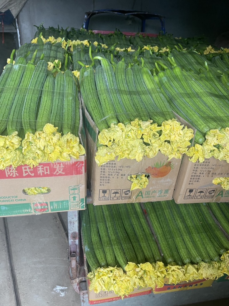 连云港鲜花丝瓜三十五公分长对接各大超市平台电商