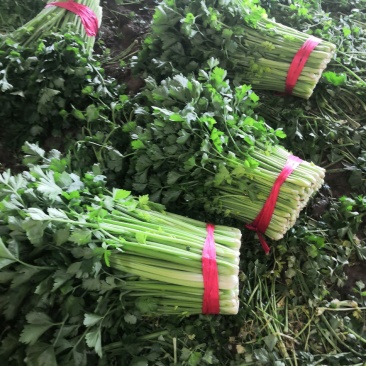 皇后芹菜中棵小棵80公分无苔子无病灾