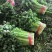 皇后芹菜中棵小棵80公分无苔子无病灾