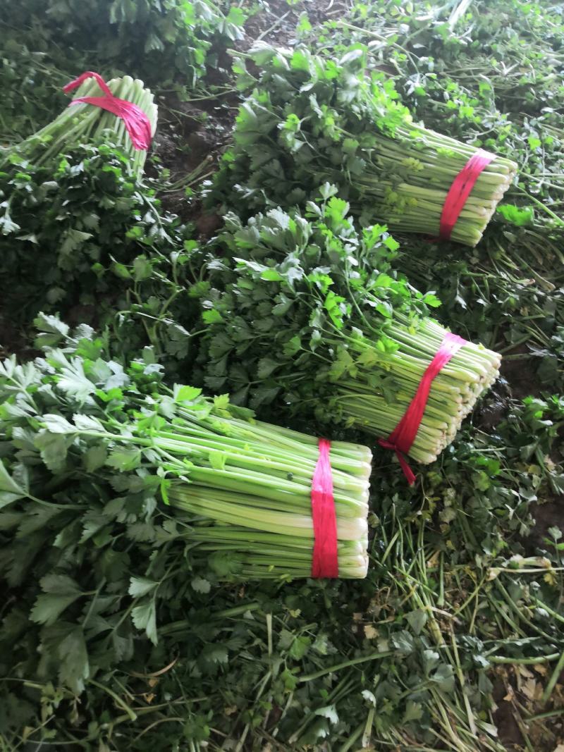 皇后芹菜中棵小棵80公分无苔子无病灾