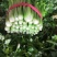 皇后芹菜中棵小棵80公分无苔子无病灾