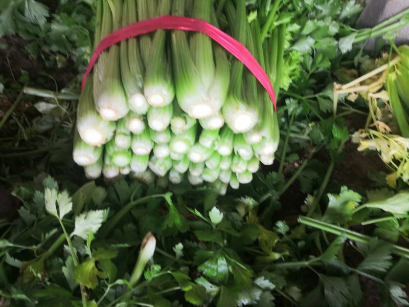 皇后芹菜中棵小棵80公分无苔子无病灾