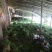 皇后芹菜中棵小棵80公分无苔子无病灾