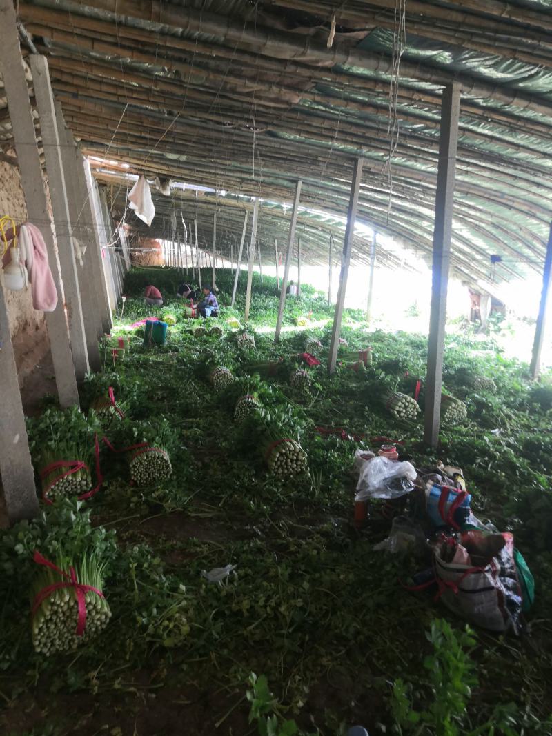 皇后芹菜中棵小棵80公分无苔子无病灾