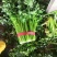 皇后芹菜中棵小棵80公分无苔子无病灾