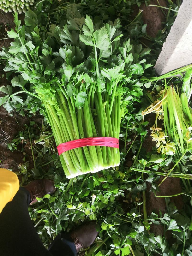 皇后芹菜中棵小棵80公分无苔子无病灾