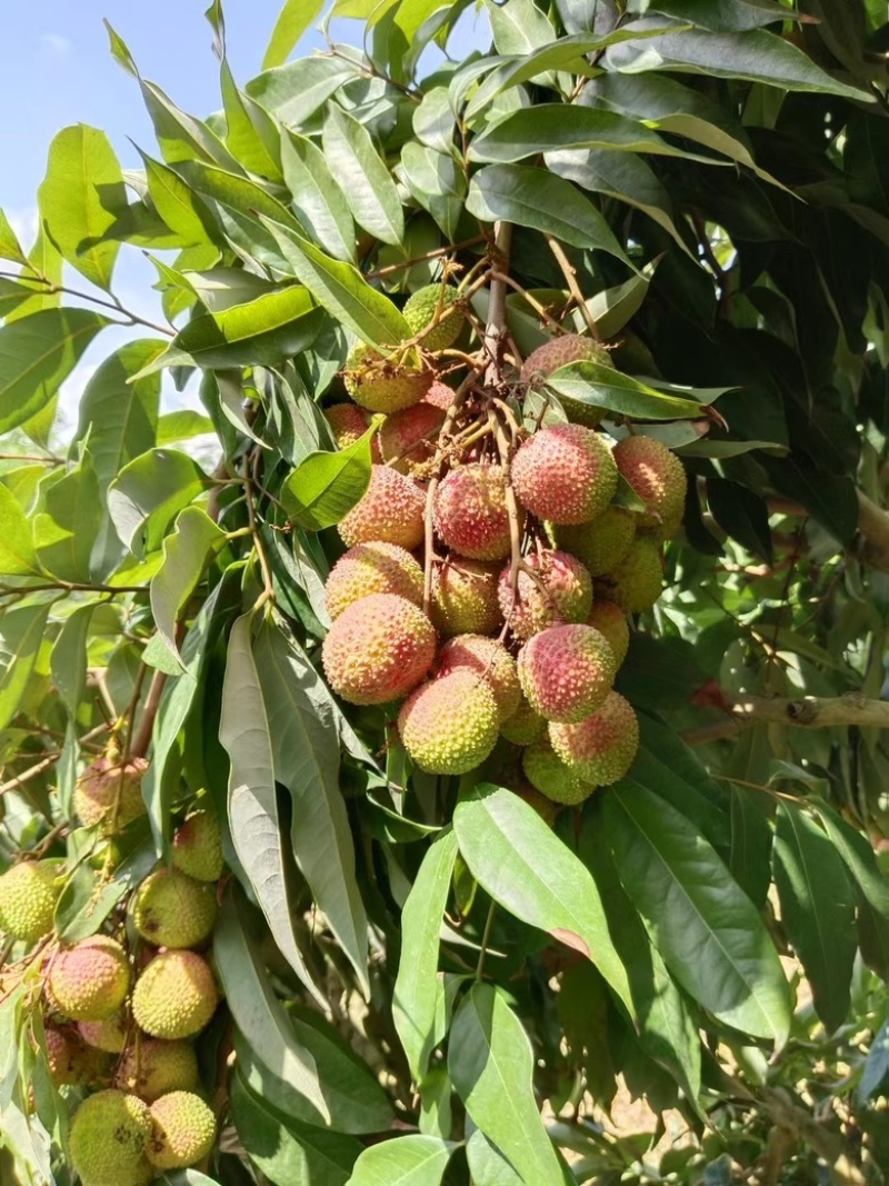 广东电白桂味，白腊，黑叶，白糖婴，妃子笑大量上市