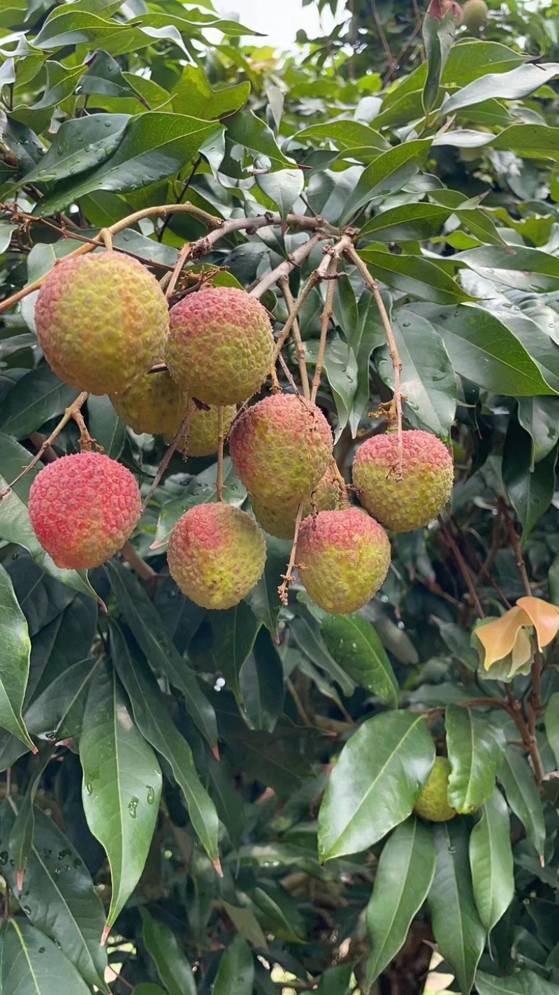 广东电白桂味，白腊，黑叶，白糖婴，妃子笑大量上市