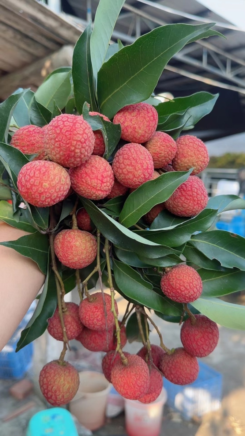 广东电白白糖婴荔枝大丰收