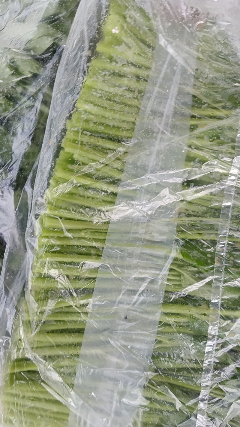 空心菜，价格上量从优！