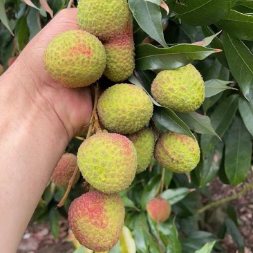 广东电白妃子笑荔枝大量上市
