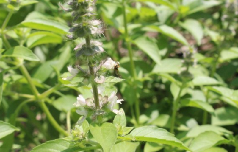 河北保定【荆芥种子】产地直销全国发货质量保证欢迎咨询