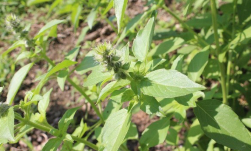 河北保定【荆芥种子】产地直销全国发货质量保证欢迎咨询