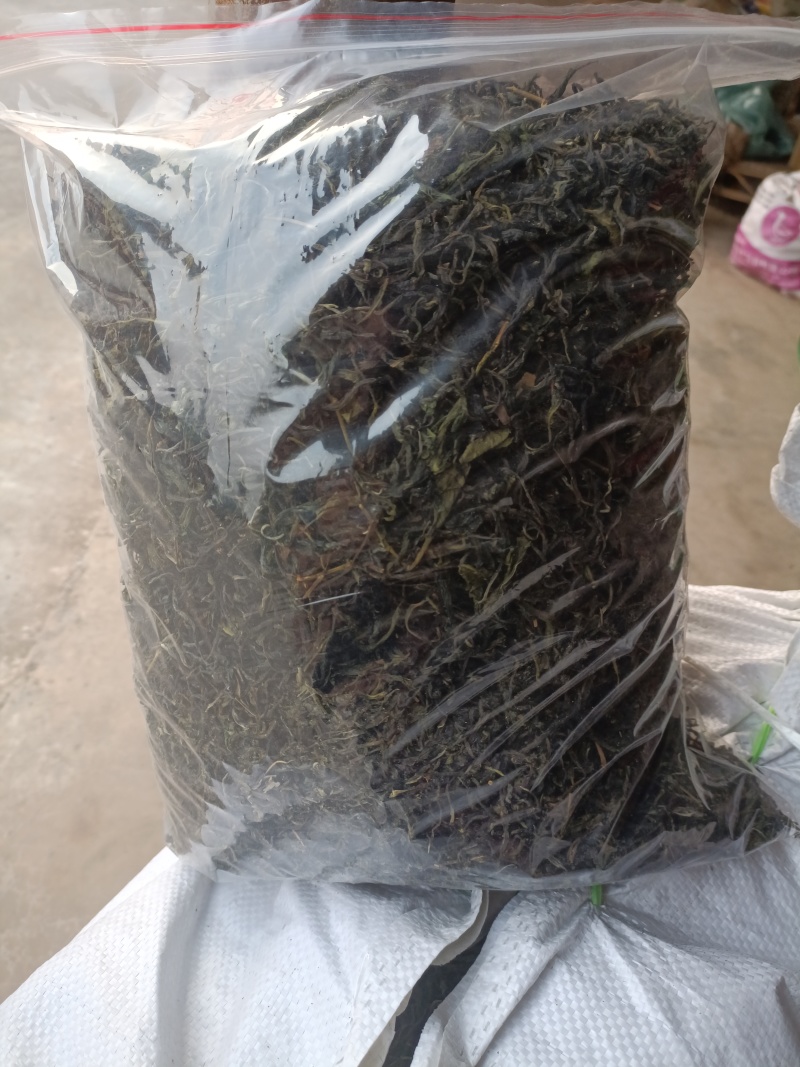 高山绿茶