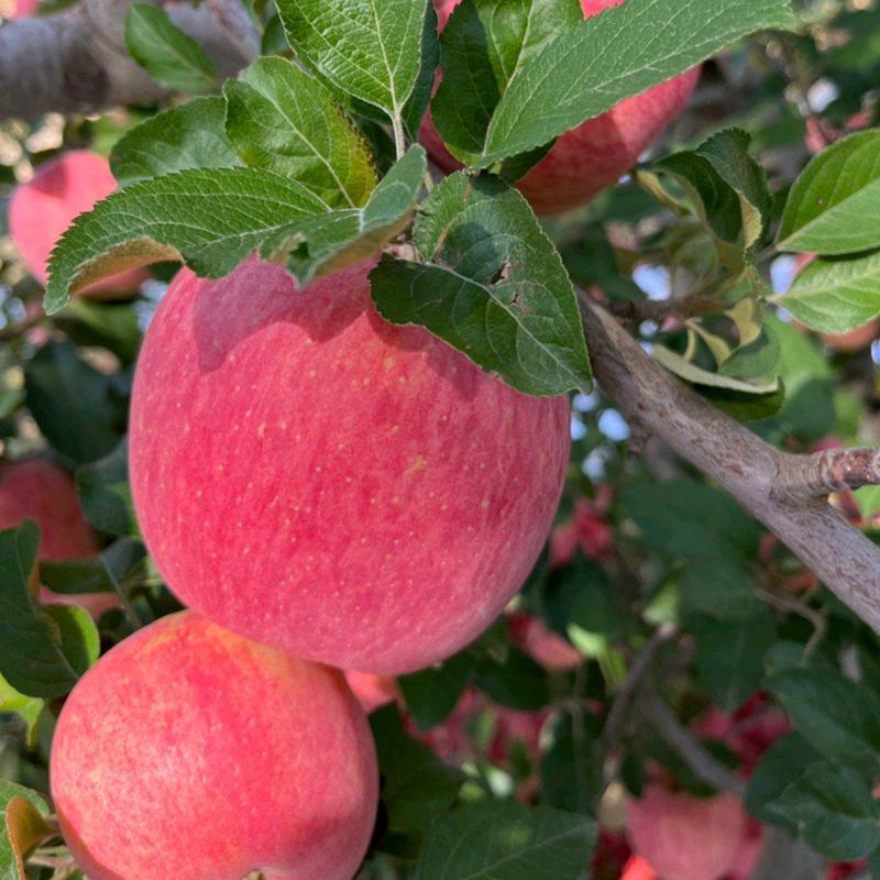 【甄选】陕西洛川精品红富士苹果洛川苹果产地直发价优欢
