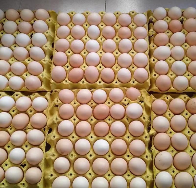 精品新鲜鸡蛋