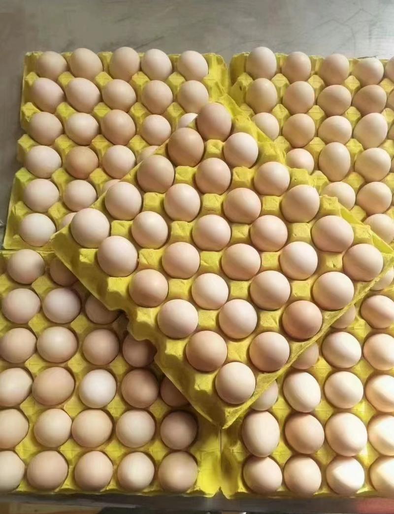 精品新鲜鸡蛋