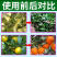 果树柑橘橙黄龙黄化专用药正品500克/袋包邮