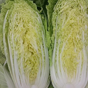 精品娃娃菜大量供应产地直发保质保量对接全国客商
