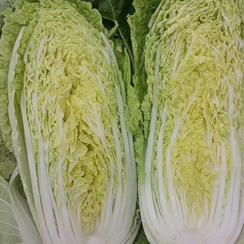 精品娃娃菜大量供应产地直发保质保量对接全国客商