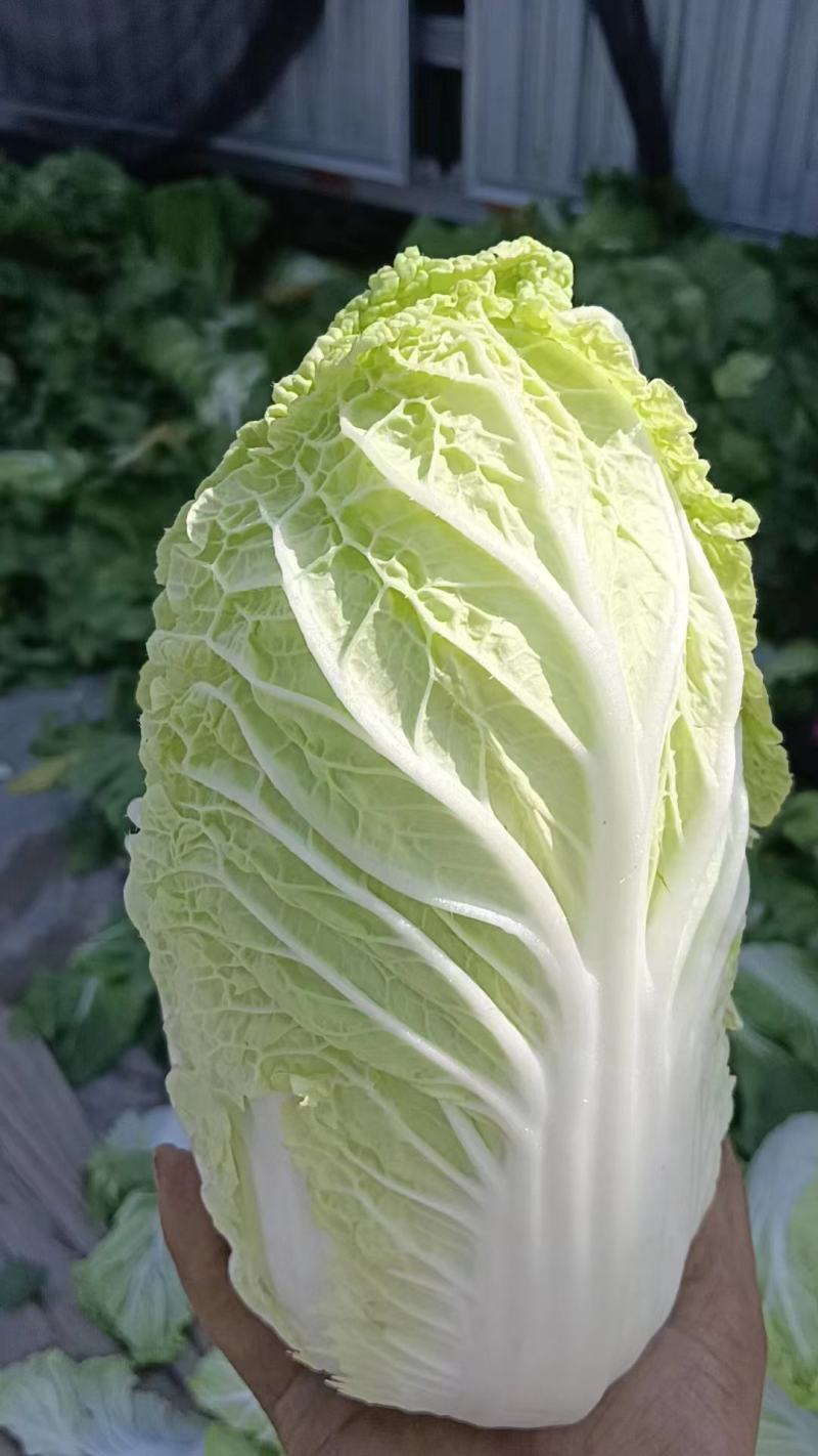 精品娃娃菜大量供应产地直发保质保量对接全国客商
