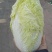 精品娃娃菜大量供应产地直发保质保量对接全国客商