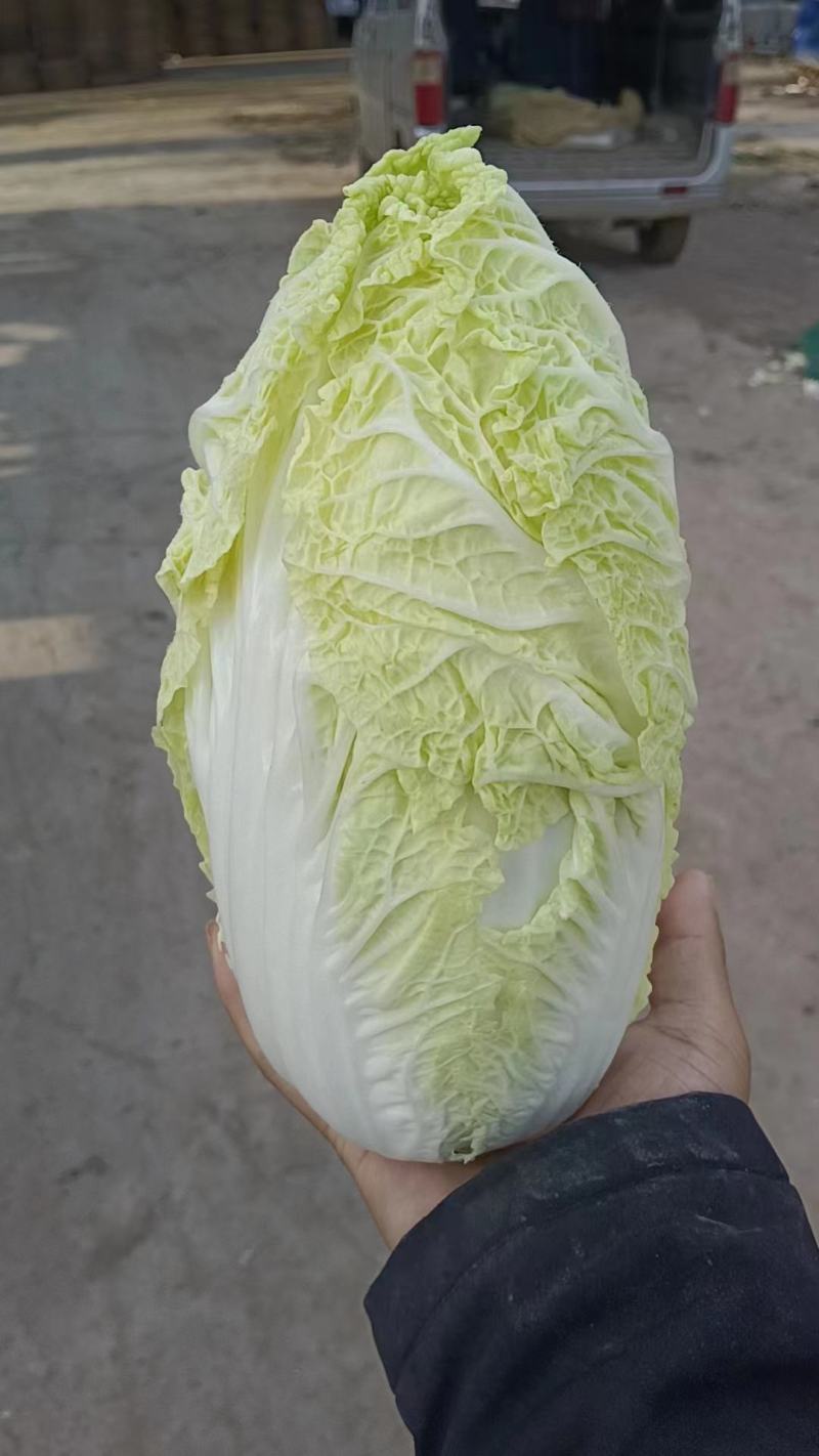 精品娃娃菜大量供应产地直发保质保量对接全国客商