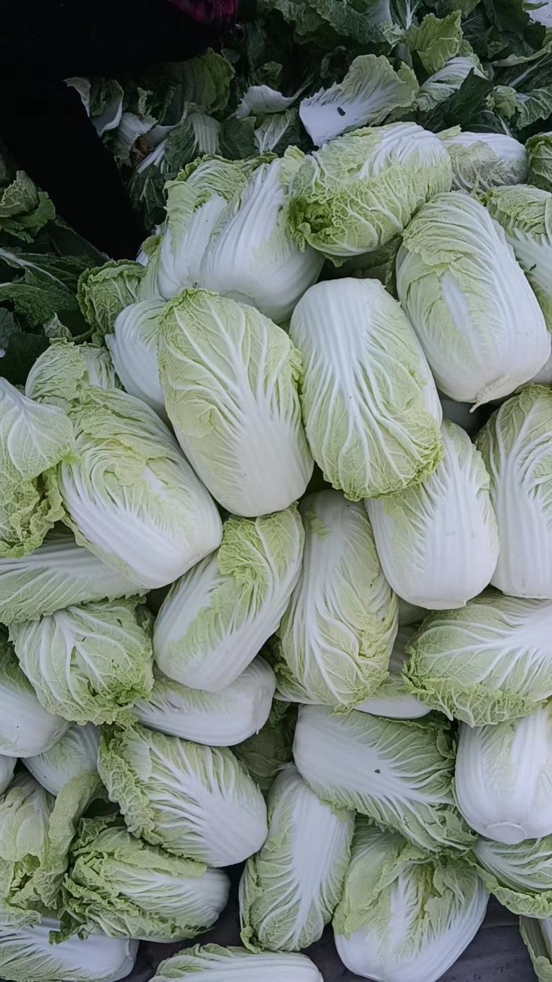 精品娃娃菜大量供应产地直发保质保量对接全国客商
