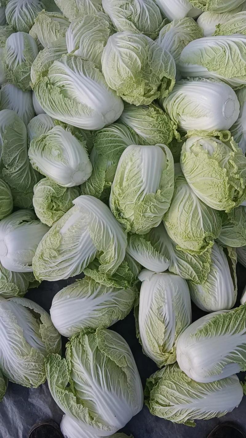 精品娃娃菜大量供应产地直发保质保量对接全国客商