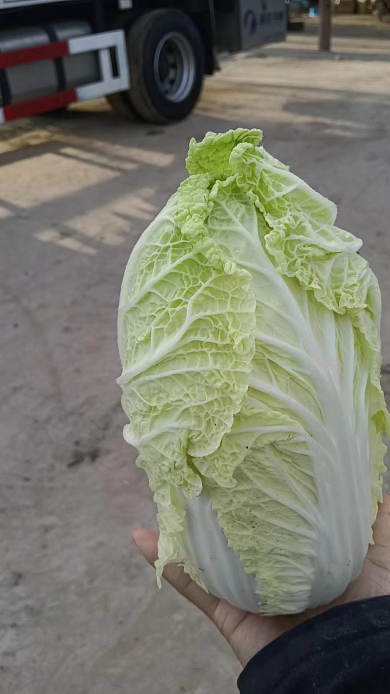 精品娃娃菜大量供应产地直发保质保量对接全国客商