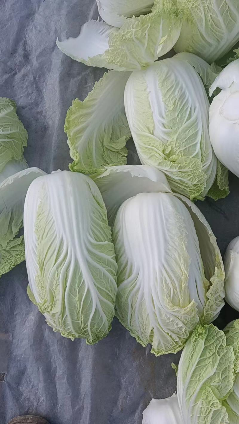 精品娃娃菜大量供应产地直发保质保量对接全国客商