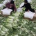 精品娃娃菜大量供应产地直发保质保量对接全国客商