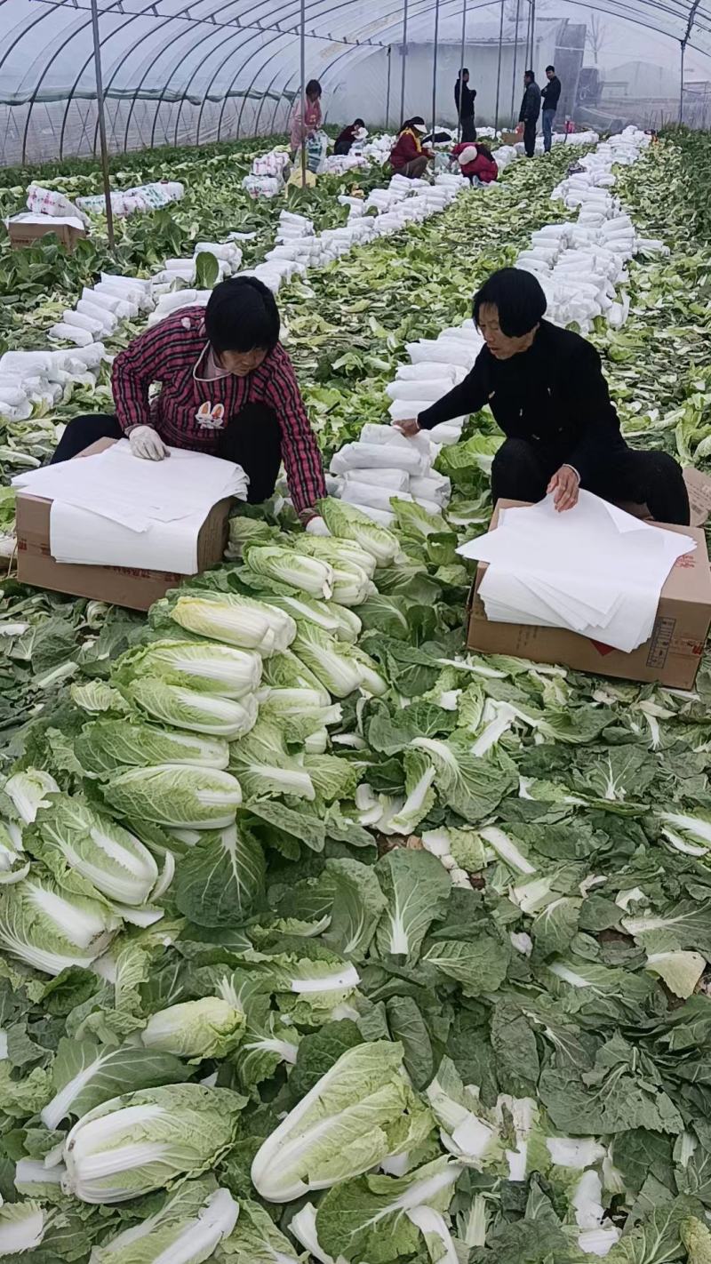 精品娃娃菜大量供应产地直发保质保量对接全国客商